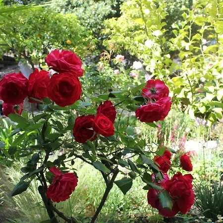 Hotel Les Palmiers 3*