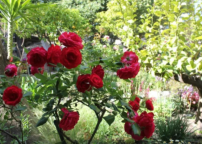 Hotel Les Palmiers 3*